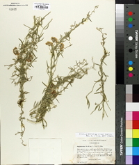 Funastrum hirtellum image