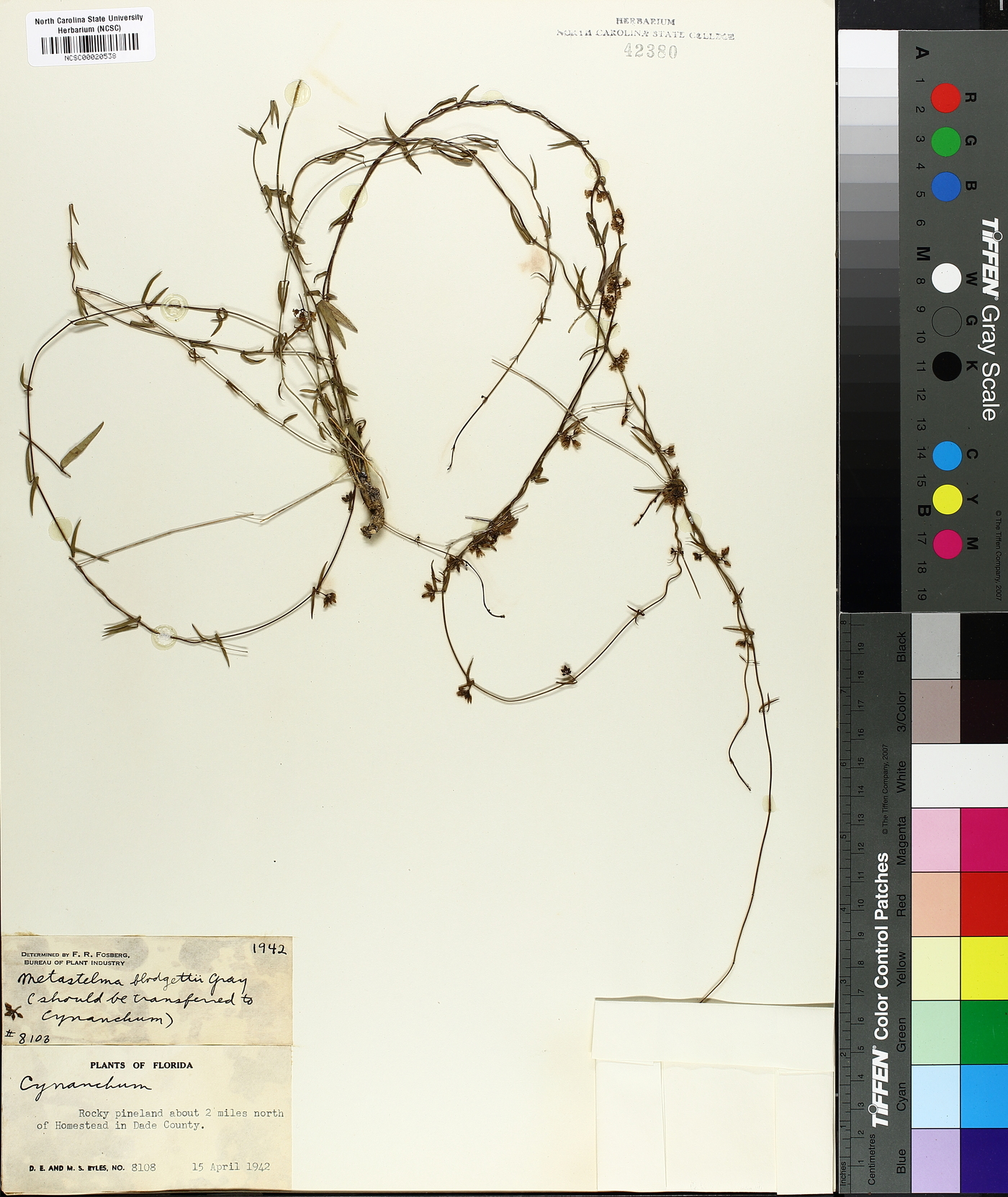 Metastelma blodgettii image