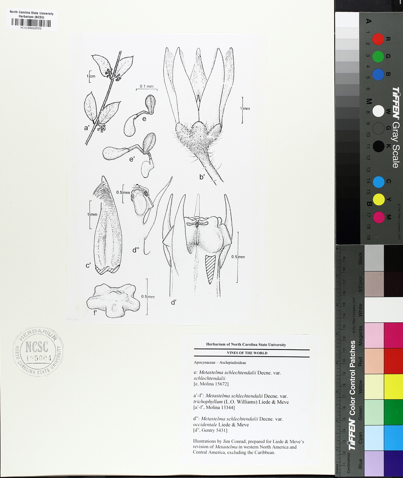 Metastelma schlechtendalii image