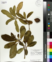 Ochrosia mariannensis var. mariannensis image