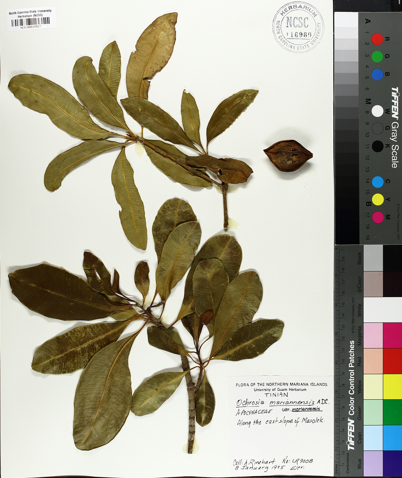 Ochrosia mariannensis image