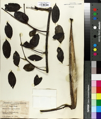 Strophanthus hispidus image
