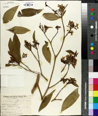 Tabernaemontana australis image
