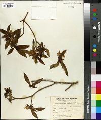 Tabernaemontana australis image