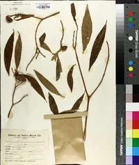 Tabernaemontana australis image