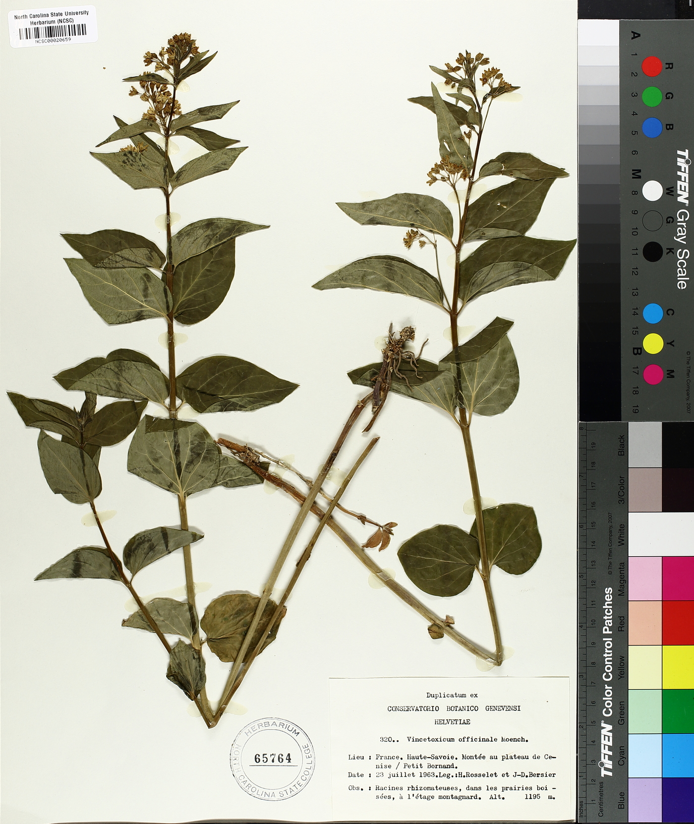 Vincetoxicum officinale image