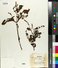 Cordia ferruginea image