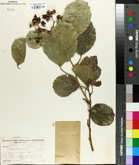 Cordia obliqua image