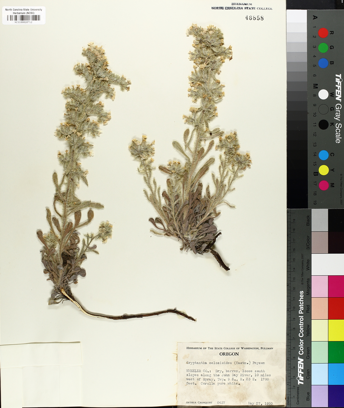 Oreocarya celosioides image