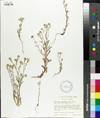 Cryptantha intermedia image