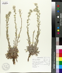 Cryptantha interrupta image