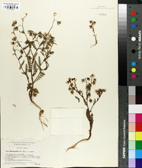 Emmenanthe rosea image