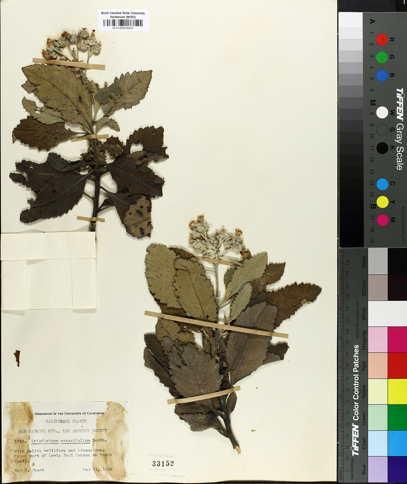 Eriodictyon crassifolium image