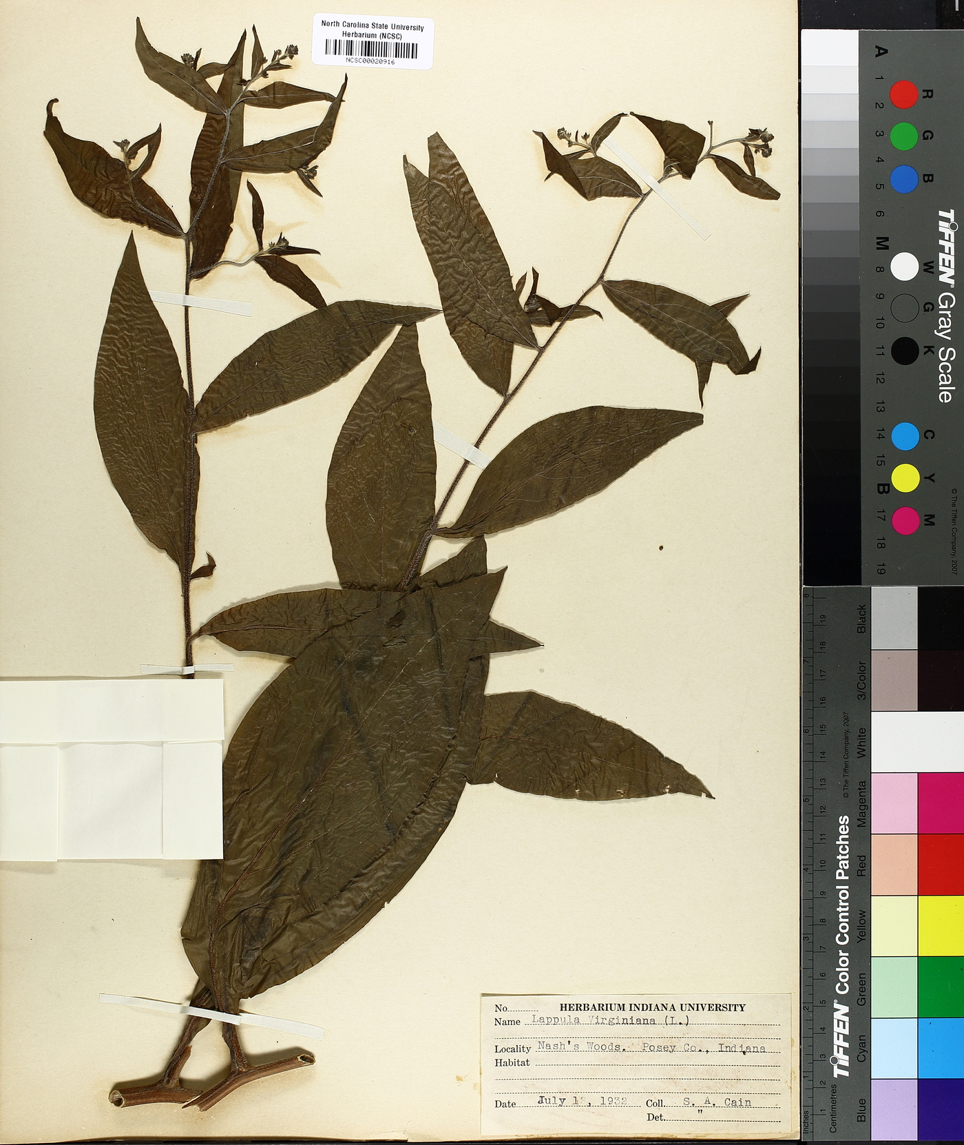 Lappula virginiana image