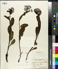 Mertensia virginica image