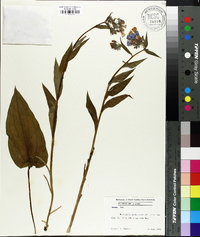 Mertensia paniculata image