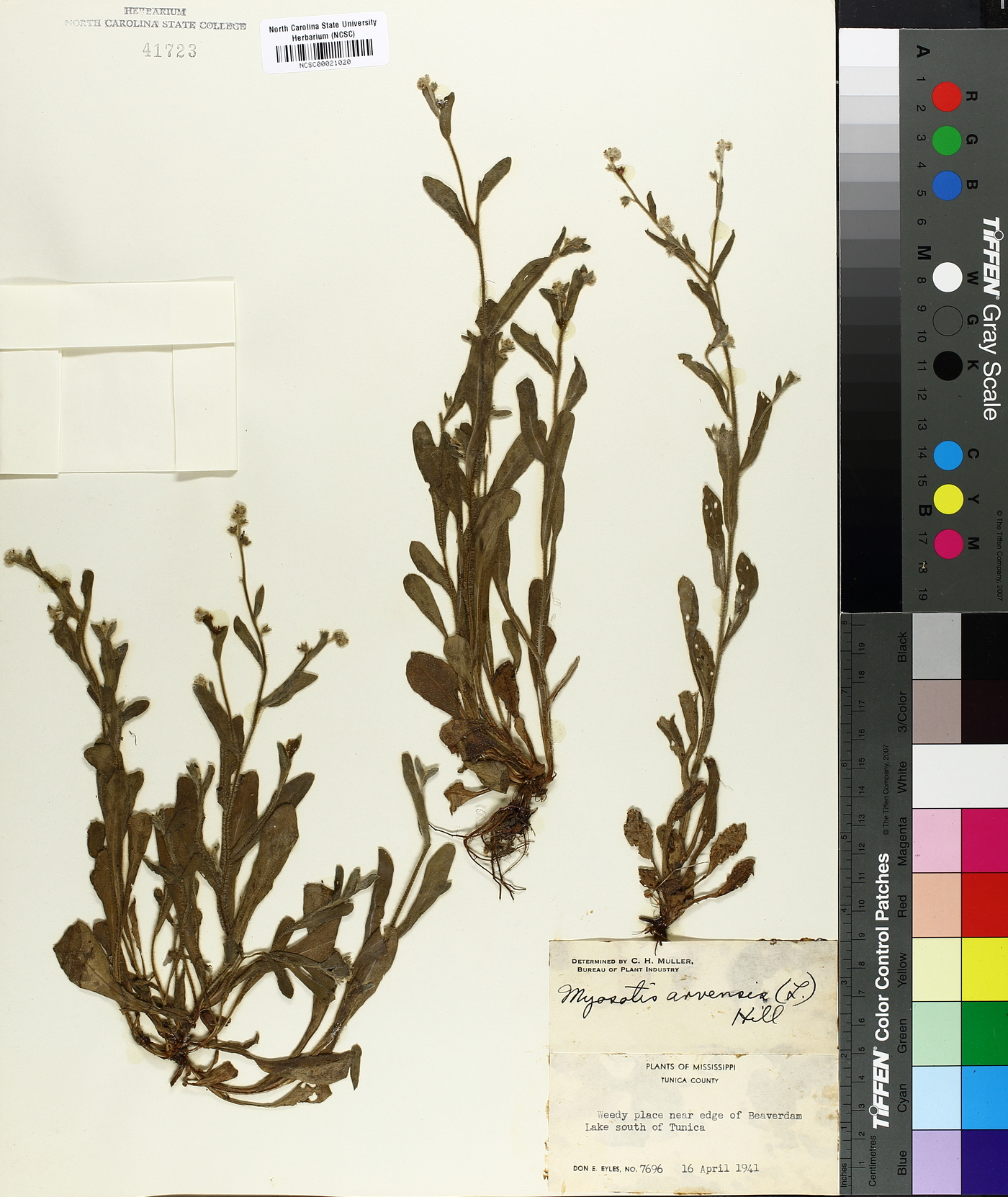Myosotis arvensis image