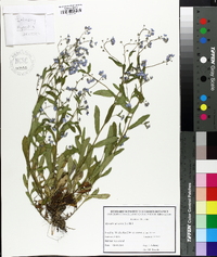 Myosotis arvensis image