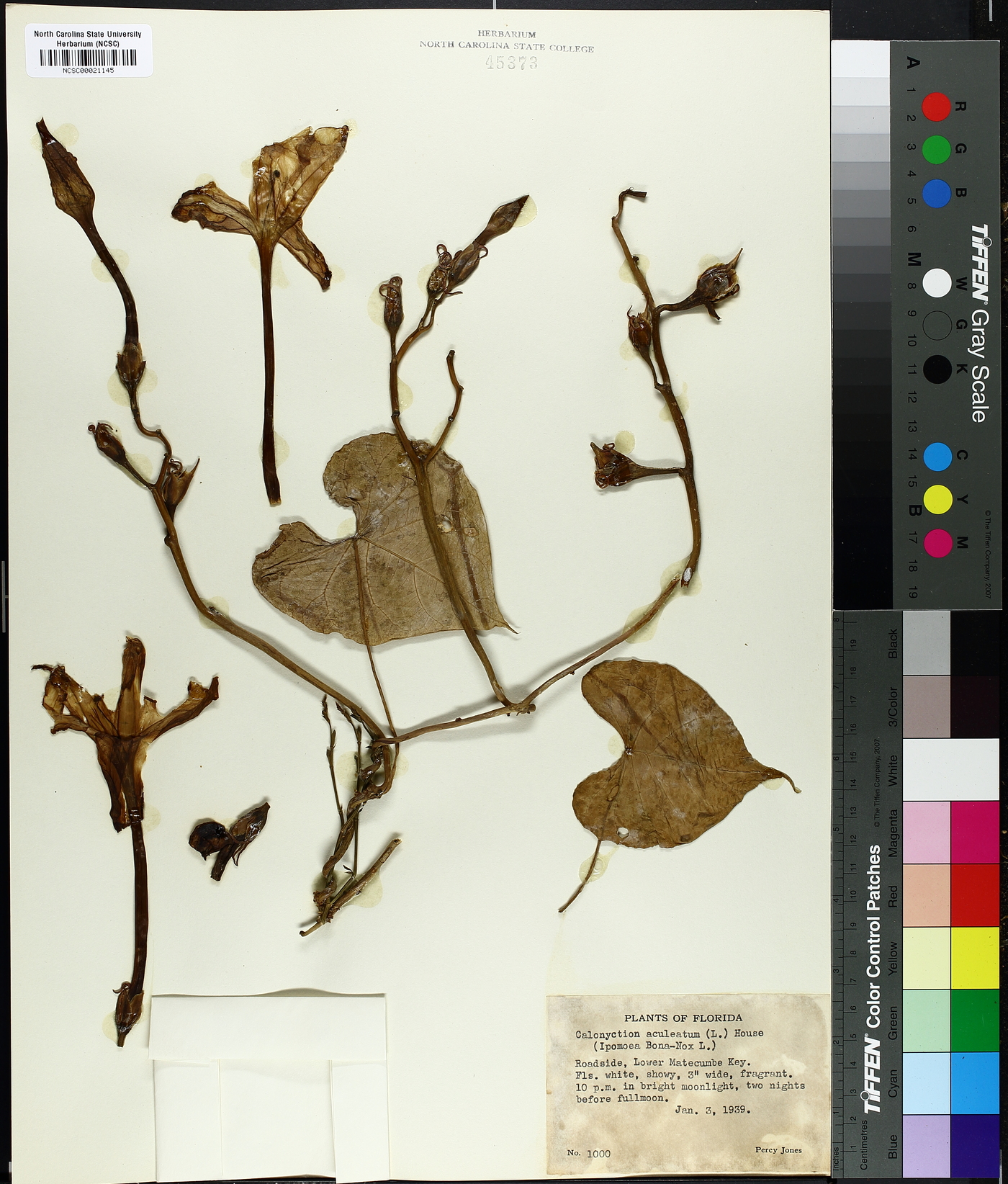 Ipomoea noctiflora image