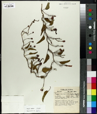 Exogonium microdactylum image