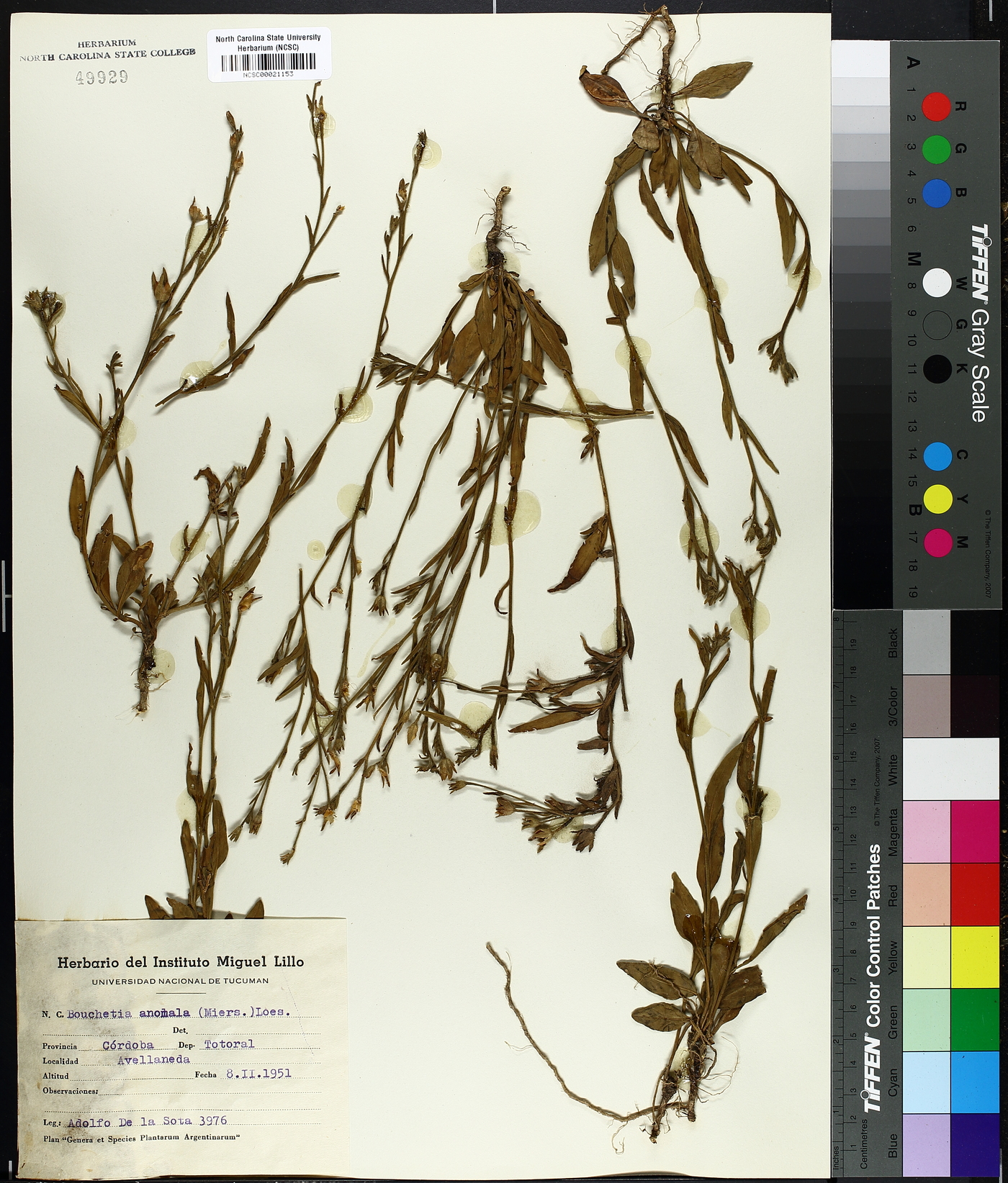 Bouchetia anomala image