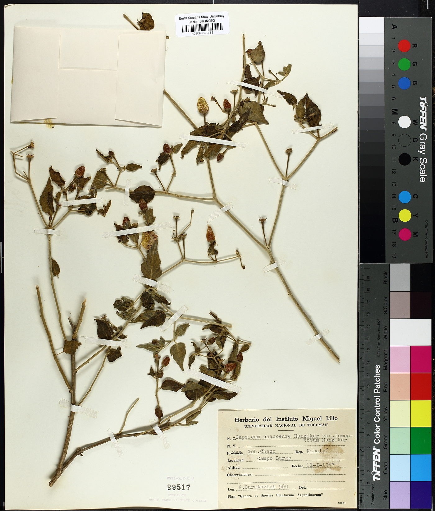 Capsicum chacoense var. tomentosum image