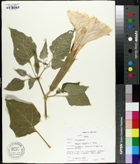 Datura innoxia image