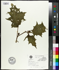 Datura stramonium image