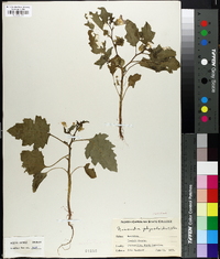 Nicandra physaloides image