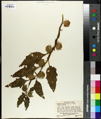 Nicandra physaloides image