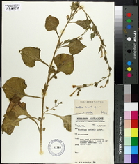Image of Nicotiana cavicola