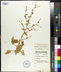 Nicotiana cavicola image