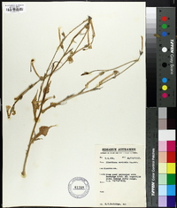 Nicotiana cavicola image