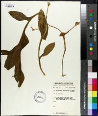 Nicotiana excelsior image
