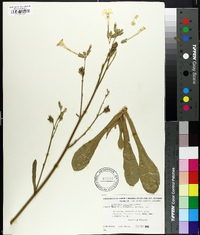 Image of Nicotiana fragrans