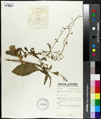 Image of Nicotiana hesperis