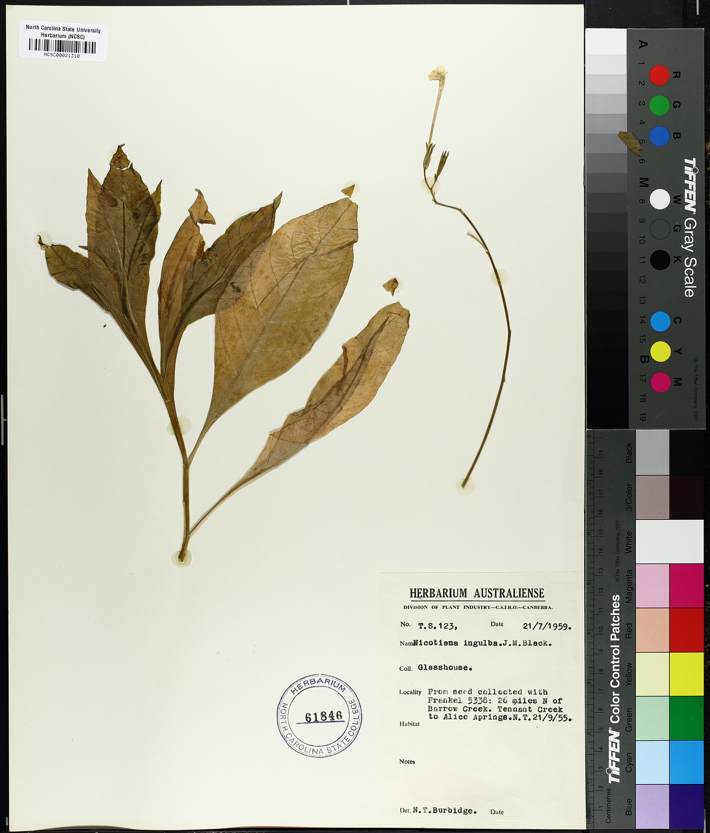 Nicotiana ingulba image