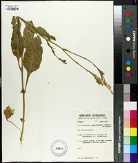 Nicotiana megalosiphon image