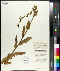Nicotiana occidentalis image