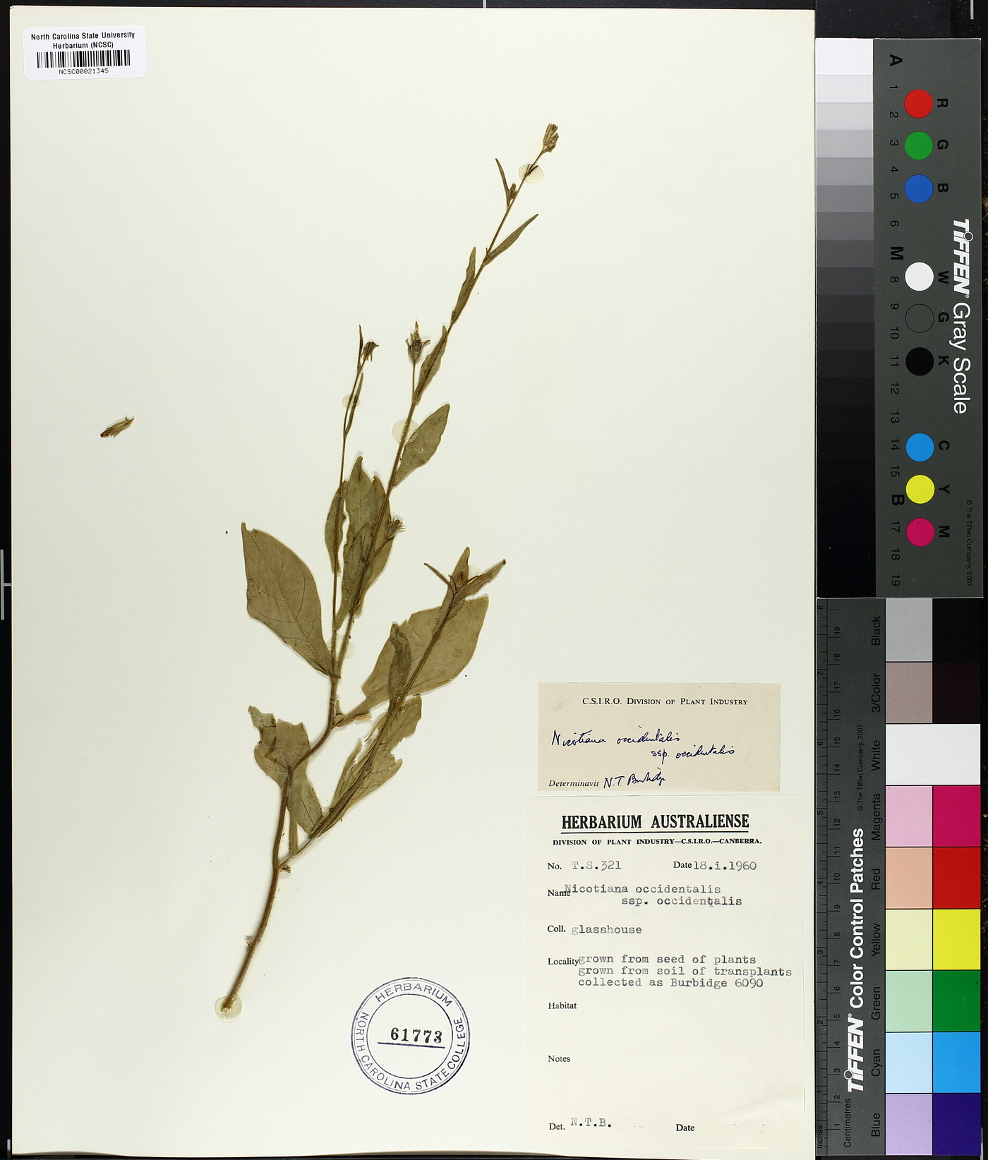 Nicotiana occidentalis image