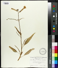 Image of Nicotiana pauciflora