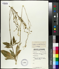 Nicotiana rosulata image