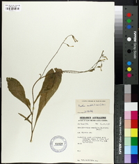 Nicotiana rosulata image