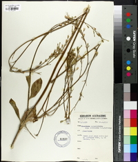 Image of Nicotiana rotundifolia