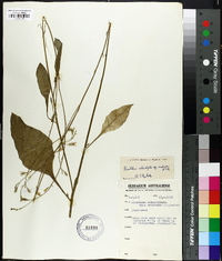 Nicotiana rotundifolia image