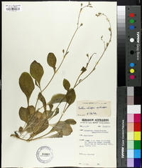Nicotiana rotundifolia image