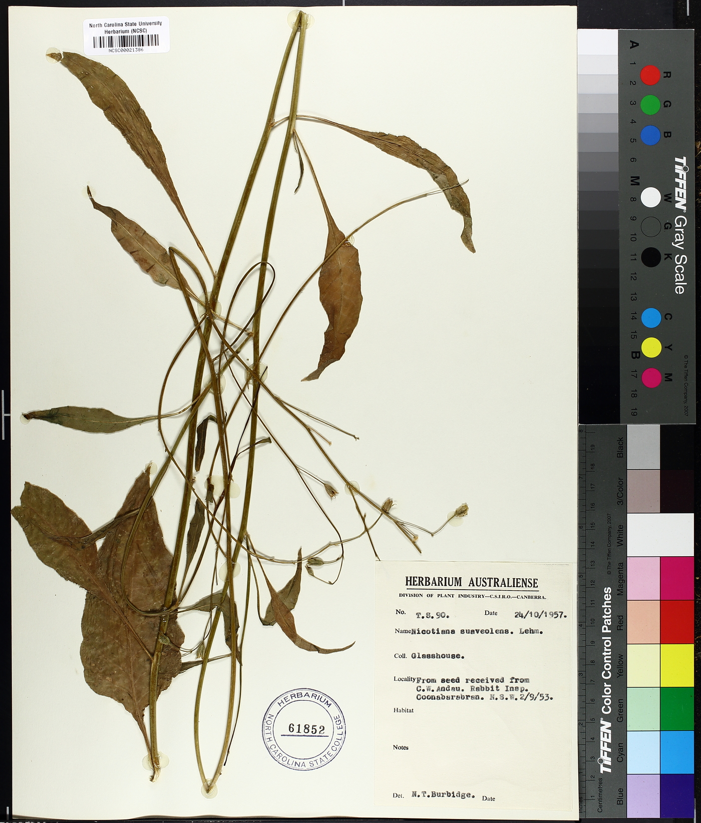 Nicotiana suaveolens image