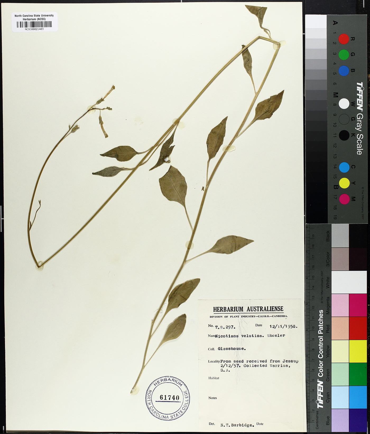 Nicotiana velutina image