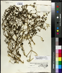 Salpichroa origanifolia image