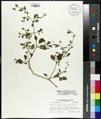 Salpichroa origanifolia image